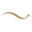 Capes logo